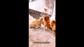 funny animal video ! funny cat video