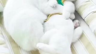 Funny cat ! funny cat video ! funny animal video