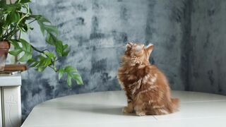 Funny Ginger Kitten Sitting on Table