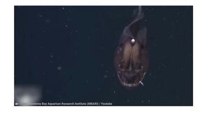 Scary fishes that You did not know they realy exist.