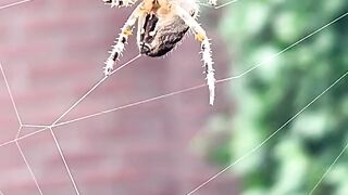 Teia de aranha