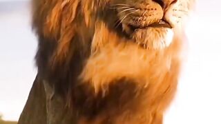 Theo King Lion