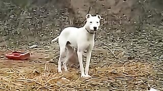 gukteria dog