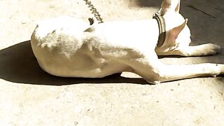my dogs