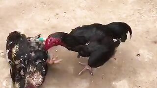 fight aseel
