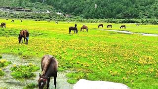 Very beautiful natural scenery 5