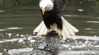 Animal Video 3