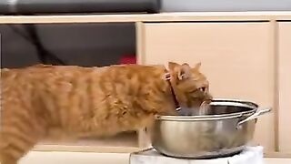 Funny cat 356