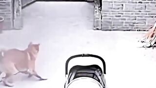 Animais,protegem um lindo neném.