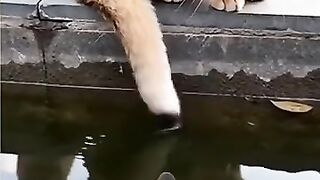 funny cat 137
