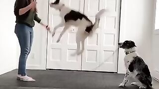 Other Dogs vs My Pets #dog #puppy #animals #pets
