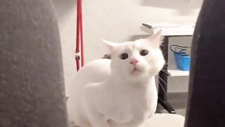 charm cat