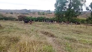 Minha vida na roça
