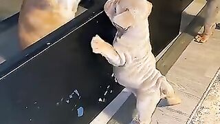 This Cat & Dog "Fight" is Actually Hilarious Friendship