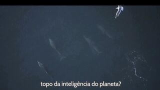 Os 10 animais mais inteligentes do planeta o ranking que vai te surpreender
