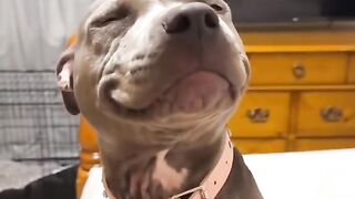 funny pets 8