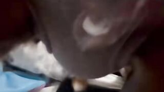 funny dog 29