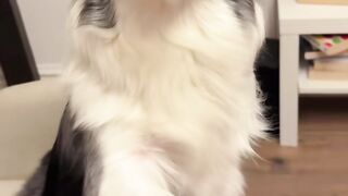 smile dog