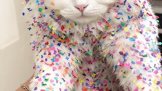 Cute White Cat