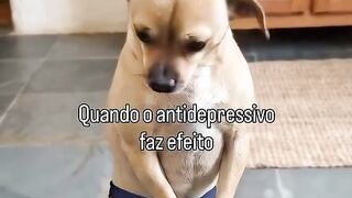 Alecrim dourado dog