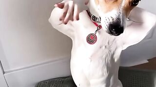 Viral dog dance