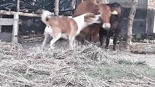 Dog vs cow fighting moment