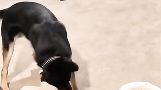 Smart dogs 2