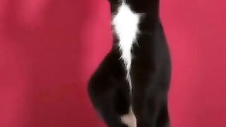 Dança do pirulito