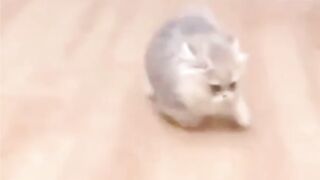 kucing lucu banget