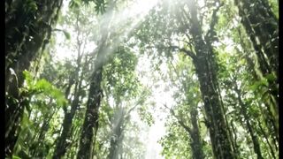Mata Amazonas