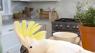 When the Music Stops and Jackson Loses It #cockatoo #viral