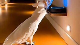 🌙 Babagai’s 2AM Disco Party ｜ Naughty Cockatoo vs. Alexa 😂🦜 Part 2 #shorts #funny #funnyparrot