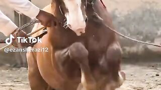 Horse lovers Liv performance from Lahore 2