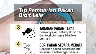 Tips for Feeding Catfish Fry