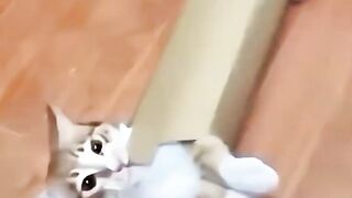Videos engraçados de animais