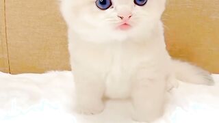 #cat #meow #kitty #petshub #bestpetsupplies #petsunited #pets #cute #kitten #petlovers #instapets