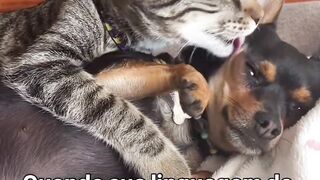Mundo animal 5