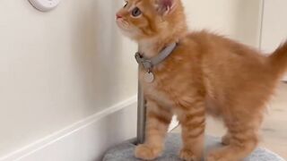 Funny videos