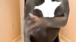 Dog dançando tiktok