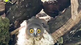 Aves tiktok rewind