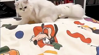 Cat viral reels