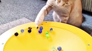 super cut cat