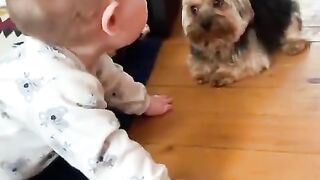 bebê eo cachorro