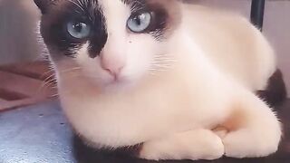 A beleza da minha gatinha shacha ❤️