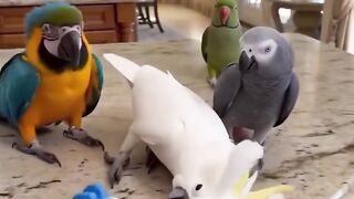 Parrots funny Seen