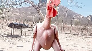 Galinha dançando