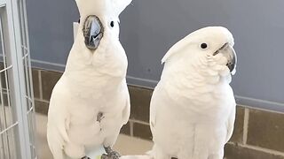 Cockatoos Dancing!