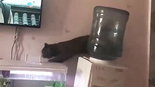 Funniest Pet Zoom Moments Ever🐱🐕#cats
