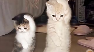 Gatos dançando