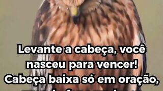 levante a cabeça e siga em frente